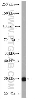 ETFA Antibody in Western Blot (WB)