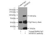 MTHFD2 Antibody in Immunoprecipitation (IP)