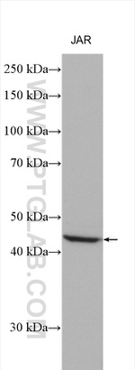 FNTA Antibody in Western Blot (WB)