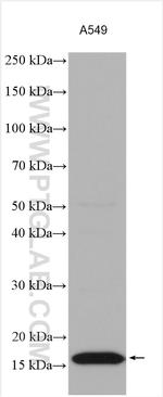 AGR2 Antibody in Western Blot (WB)