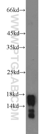 AGR2 Antibody in Western Blot (WB)