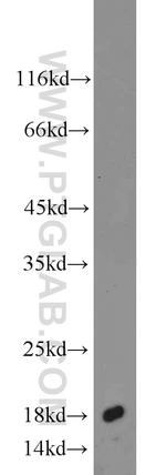 AGR2 Antibody in Western Blot (WB)