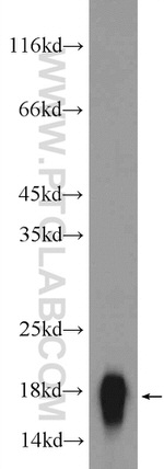 AGR2 Antibody in Western Blot (WB)