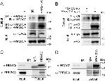 HDAC2 Antibody in Western Blot (WB)