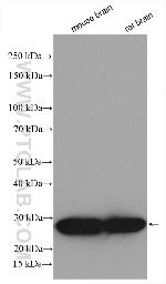 Calretinin Antibody in Western Blot (WB)