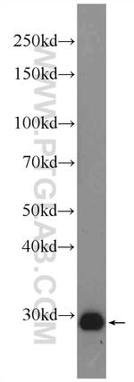 Calretinin Antibody in Western Blot (WB)