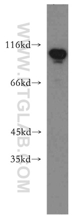 LEO1 Antibody in Western Blot (WB)