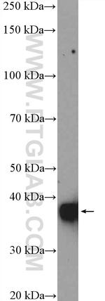 Clusterin Antibody in Western Blot (WB)