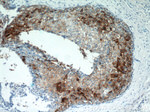 Clusterin Antibody in Immunohistochemistry (Paraffin) (IHC (P))