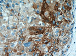 Clusterin Antibody in Immunohistochemistry (Paraffin) (IHC (P))