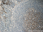 Clusterin Antibody in Immunohistochemistry (Paraffin) (IHC (P))