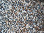 Clusterin Antibody in Immunohistochemistry (Paraffin) (IHC (P))