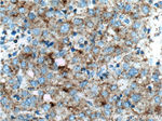 Clusterin Antibody in Immunohistochemistry (Paraffin) (IHC (P))