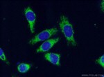 Prohibitin 2 Antibody in Immunocytochemistry (ICC/IF)