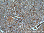 Prohibitin 2 Antibody in Immunohistochemistry (Paraffin) (IHC (P))