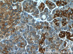 Prohibitin 2 Antibody in Immunohistochemistry (Paraffin) (IHC (P))