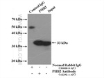 Prohibitin 2 Antibody in Immunoprecipitation (IP)