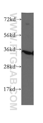 Prohibitin 2 Antibody in Western Blot (WB)