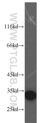 Prohibitin 2 Antibody in Western Blot (WB)