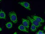 Prohibitin 2 Antibody in Immunocytochemistry (ICC/IF)