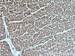 Prohibitin 2 Antibody in Immunohistochemistry (Paraffin) (IHC (P))