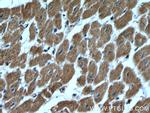 Prohibitin 2 Antibody in Immunohistochemistry (Paraffin) (IHC (P))