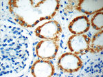 SFXN1 Antibody in Immunohistochemistry (Paraffin) (IHC (P))