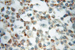 SFXN1 Antibody in Immunohistochemistry (Paraffin) (IHC (P))