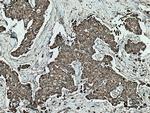 SFXN1 Antibody in Immunohistochemistry (Paraffin) (IHC (P))