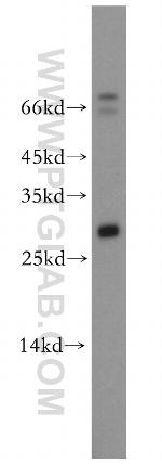 Neurotrophin 4 Antibody in Western Blot (WB)