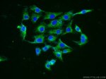 Neurotrophin 4 Antibody in Immunocytochemistry (ICC/IF)