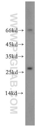 Neurotrophin 4 Antibody in Western Blot (WB)