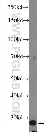 CLIC4 Antibody in Western Blot (WB)