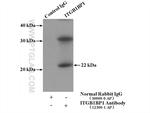 ITGB1BP1 Antibody in Immunoprecipitation (IP)