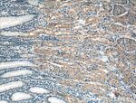 PDCD6 Antibody in Immunohistochemistry (Paraffin) (IHC (P))