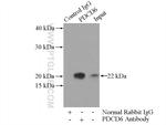 PDCD6 Antibody in Immunoprecipitation (IP)