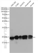 PDCD6 Antibody in Western Blot (WB)