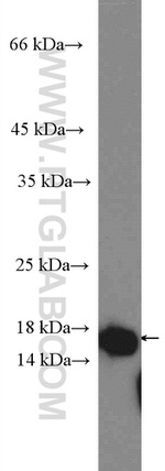 PDCD6 Antibody in Western Blot (WB)