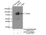APLP1 Antibody in Immunoprecipitation (IP)