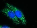 ZFP36L1 Antibody in Immunocytochemistry (ICC/IF)