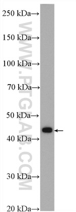 ZFP36L1 Antibody in Western Blot (WB)