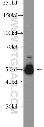 ZFP36L1 Antibody in Western Blot (WB)