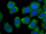 GEMIN6 Antibody in Immunocytochemistry (ICC/IF)