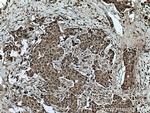 GEMIN6 Antibody in Immunohistochemistry (Paraffin) (IHC (P))