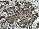 GEMIN6 Antibody in Immunohistochemistry (Paraffin) (IHC (P))