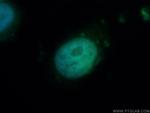 HRPT2 Antibody in Immunocytochemistry (ICC/IF)