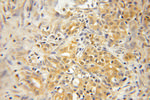 GNPDA1 Antibody in Immunohistochemistry (Paraffin) (IHC (P))