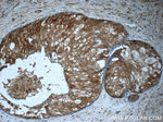 RAB3D Antibody in Immunohistochemistry (Paraffin) (IHC (P))