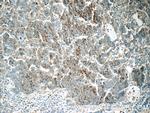 RAB3D Antibody in Immunohistochemistry (Paraffin) (IHC (P))