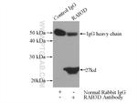 RAB3D Antibody in Immunoprecipitation (IP)